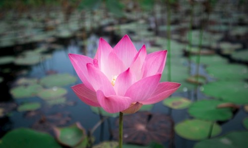虎珀用法用量-药用虎泊网 :分享虎珀宁是什么药-中药虎珀功敌及使用方法知识